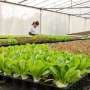 Can smart greenhouses bring back food production in cities?