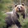 Italian bears living near villages have evolved to be smaller and less aggressive, finds study